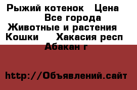 Рыжий котенок › Цена ­ 1 - Все города Животные и растения » Кошки   . Хакасия респ.,Абакан г.